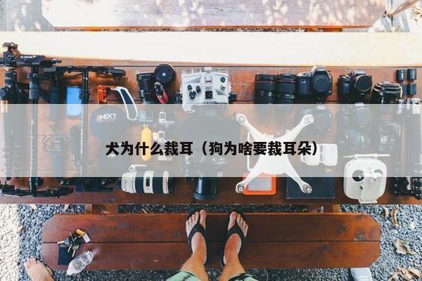 犬为什么裁耳(狗为啥要裁耳朵)