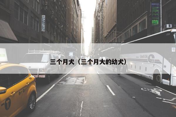 三个月犬（三个月大的幼犬）