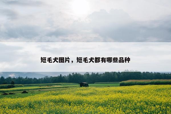 短毛犬图片，短毛犬都有哪些品种