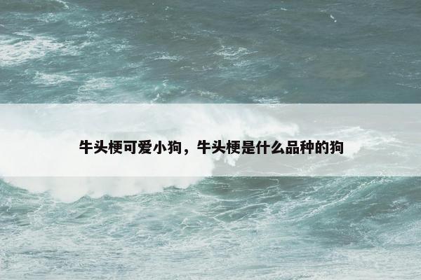 牛头梗可爱小狗，牛头梗是什么品种的狗
