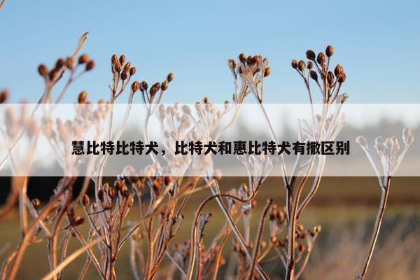 慧比特比特犬，比特犬和惠比特犬有撒区别
