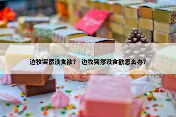 边牧突然没食欲？ 边牧突然没食欲怎么办？