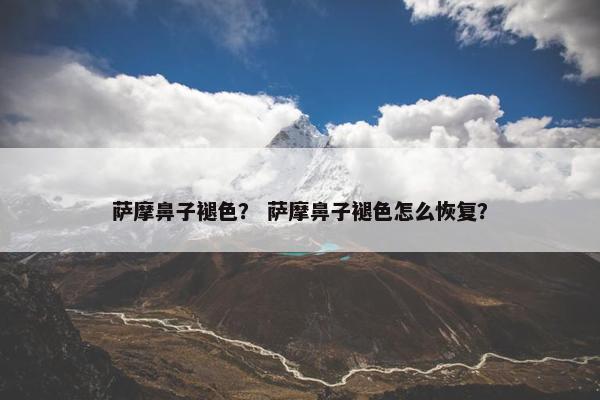 萨摩鼻子褪色? 萨摩鼻子褪色怎么恢复?