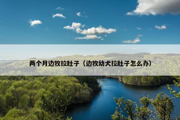 两个月边牧拉肚子（边牧幼犬拉肚子怎么办）