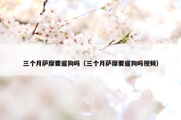 三个月萨摩要遛狗吗（三个月萨摩要遛狗吗视频）