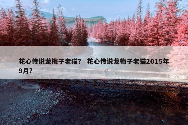 老猫