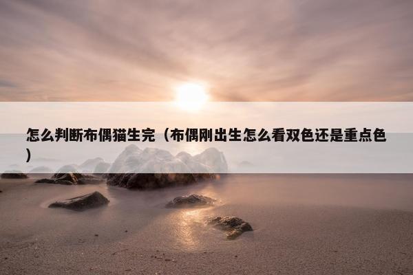 怎么判断布偶猫生完（布偶刚出生怎么看双色还是重点色）