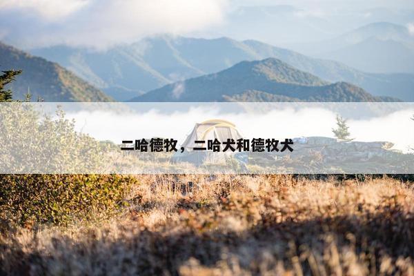 二哈德牧，二哈犬和德牧犬