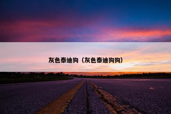 灰色泰迪狗（灰色泰迪狗狗）