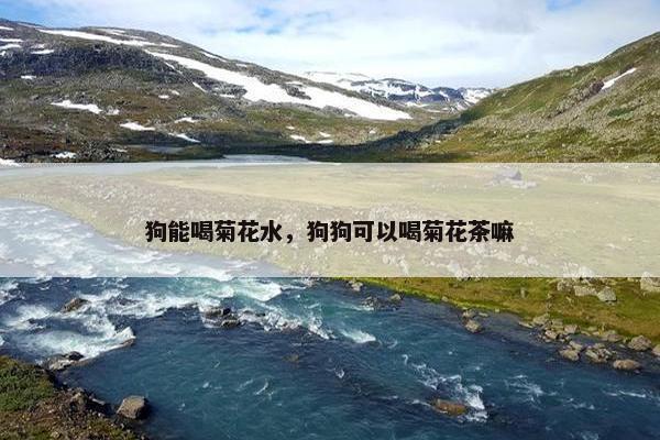 狗能喝菊花水，狗狗可以喝菊花茶嘛