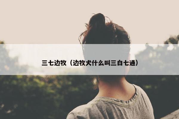 三七边牧（边牧犬什么叫三白七通）