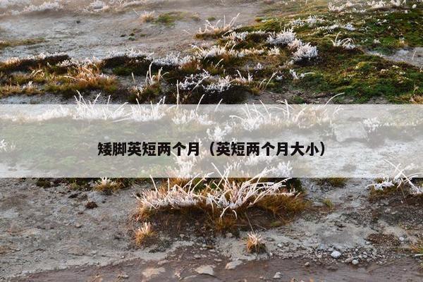 矮脚英短两个月（英短两个月大小）