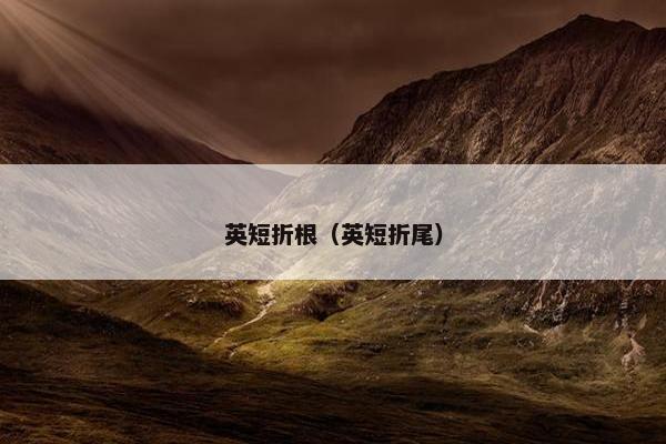 英短折根（英短折尾）