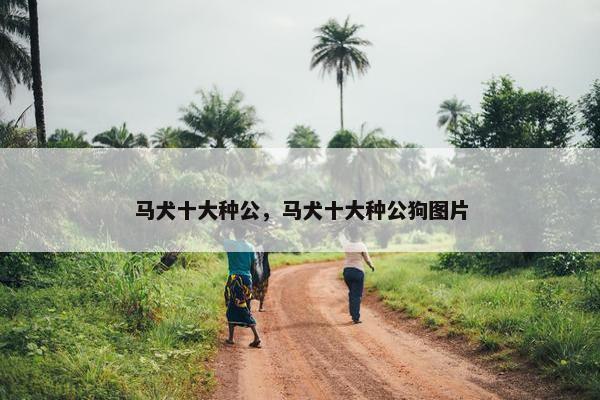 马犬十大种公,马犬十大种公狗图片