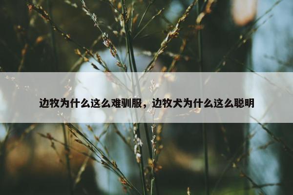 边牧为什么这么难驯服，边牧犬为什么这么聪明