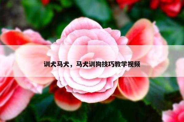 训犬马犬，马犬训狗技巧教学视频