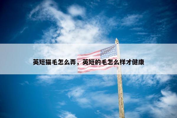 英短猫毛怎么弄，英短的毛怎么样才健康