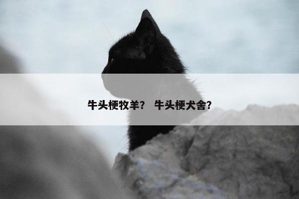 牛头梗牧羊？ 牛头梗犬舍？