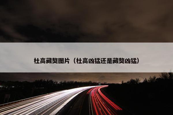 杜高藏獒图片（杜高凶猛还是藏獒凶猛）