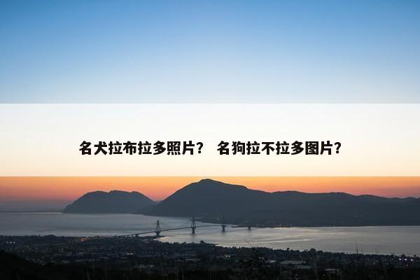 名犬拉布拉多照片？ 名狗拉不拉多图片？