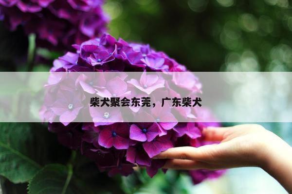 柴犬聚会东莞，广东柴犬