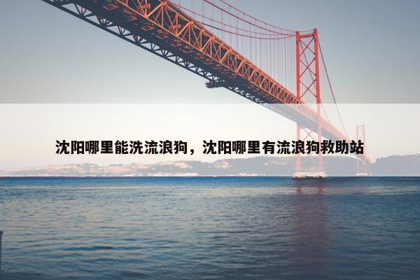 沈阳哪里能洗流浪狗，沈阳哪里有流浪狗救助站