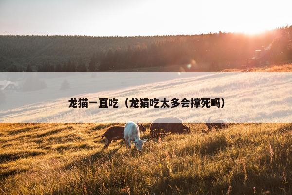 龙猫一直吃（龙猫吃太多会撑死吗）