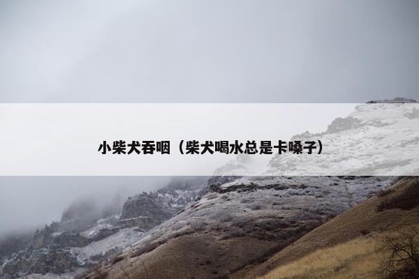 小柴犬吞咽（柴犬喝水总是卡嗓子）