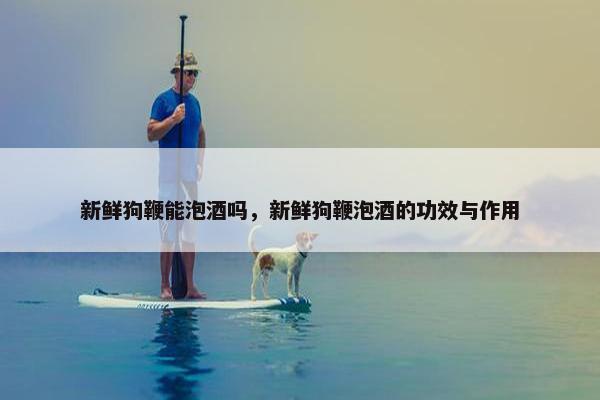新鲜狗鞭能泡酒吗,新鲜狗鞭泡酒的功效与作用