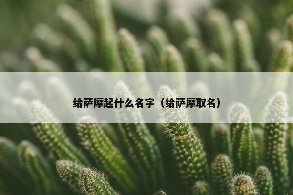 给萨摩起什么名字（给萨摩取名）