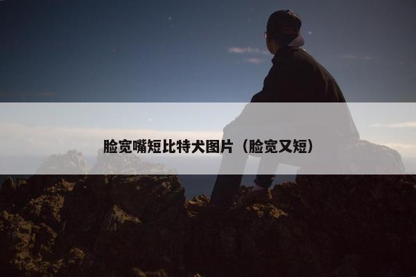 脸宽嘴短比特犬图片（脸宽又短）