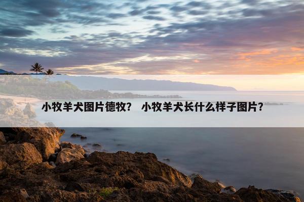 德牧 第23页