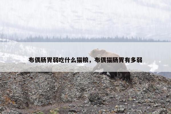布偶肠胃弱吃什么猫粮，布偶猫肠胃有多弱
