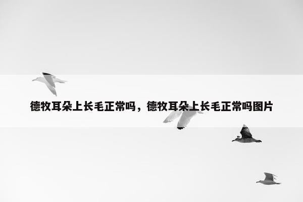德牧耳朵上长毛正常吗，德牧耳朵上长毛正常吗图片