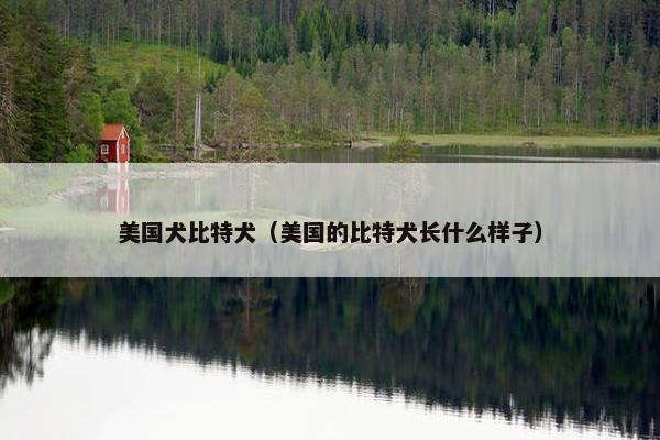 美国犬比特犬（美国的比特犬长什么样子）