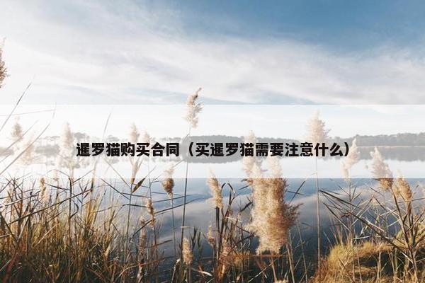 暹罗猫购买合同（买暹罗猫需要注意什么）