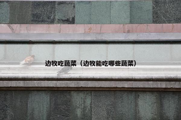边牧吃蔬菜（边牧能吃哪些蔬菜）