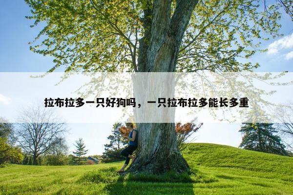 拉布拉多一只好狗吗，一只拉布拉多能长多重
