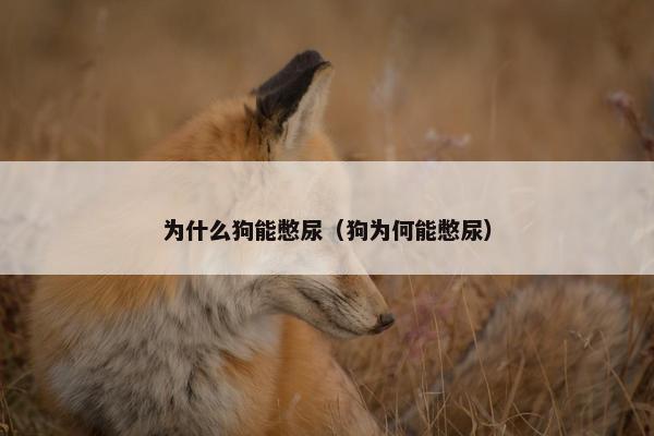 为什么狗能憋尿（狗为何能憋尿）
