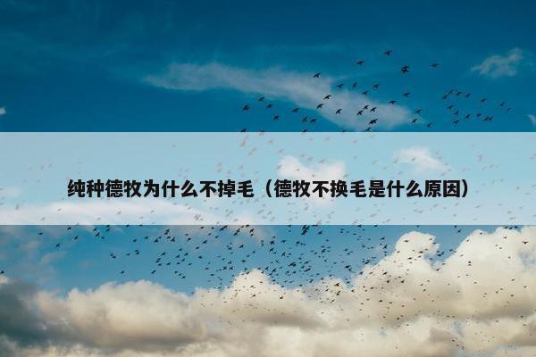 纯种德牧为什么不掉毛（德牧不换毛是什么原因）