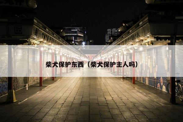 柴犬保护东西（柴犬保护主人吗）