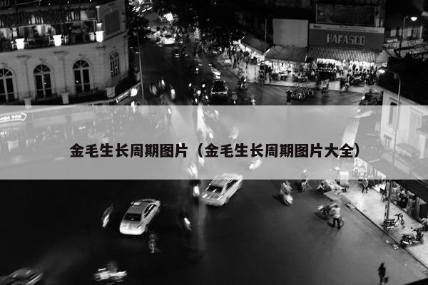 金毛生长周期图片（金毛生长周期图片大全）