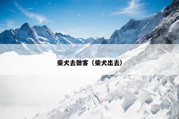 柴犬去做客（柴犬出去）