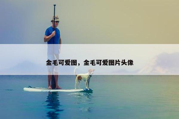金毛可爱图，金毛可爱图片头像