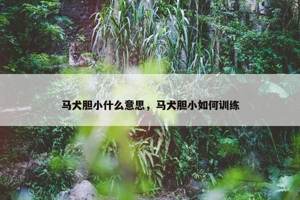 马犬胆小什么意思，马犬胆小如何训练
