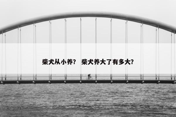 柴犬从小养？ 柴犬养大了有多大？