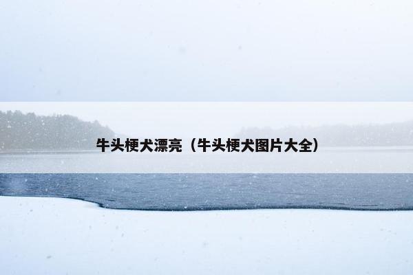 牛头梗犬漂亮（牛头梗犬图片大全）