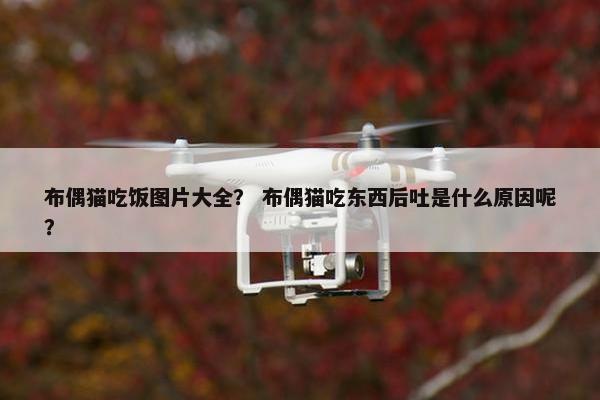 布偶猫吃饭图片大全？ 布偶猫吃东西后吐是什么原因呢？