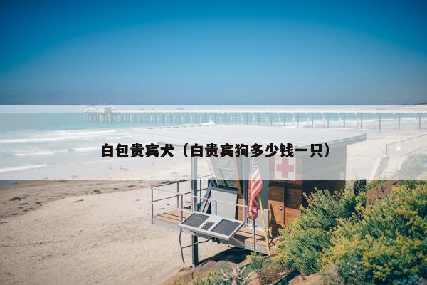 白包贵宾犬（白贵宾狗多少钱一只）