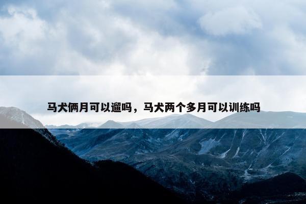 马犬俩月可以遛吗，马犬两个多月可以训练吗